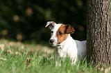 JACK RUSSEL 162